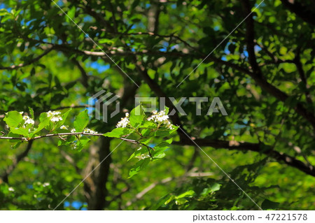 漢拏山，Youngsil當然， 47221578