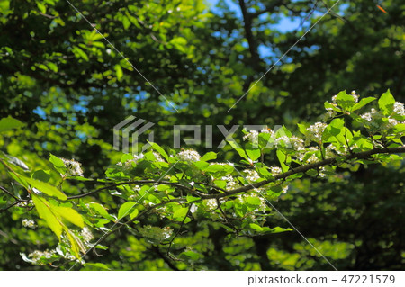 漢拏山，黃灰樹花，靈性課程， 47221579