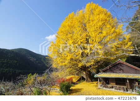 Fukusada no Daiginko, Nakaheji, Tanabe City, Wakayama Prefecture Fukusada no Daiginko, Nakaheji, Tanabe City, Wakayama Prefecture 47221676