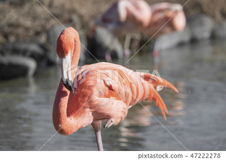 Flamingo Tobu Animal Park Flamingo Tobu Animal Park 47222278
