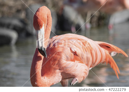 Flamingo Tobu Animal Park Flamingo Tobu Animal Park 47222279
