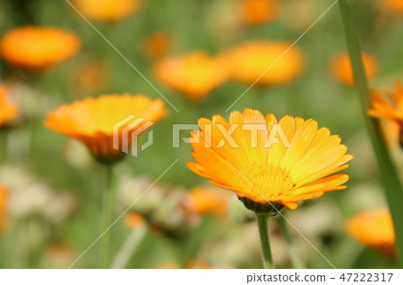 Beautiful flowers of yellow calendula on flowerbed 47222317