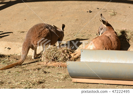 Kangaroo in Tama Animal Park 47222495