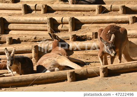 Kangaroo in Tama Animal Park 47222496