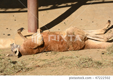 Kangaroo in Tama Animal Park 47222502