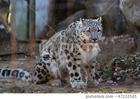 Snow leopard at Tama Animal Park 47222585