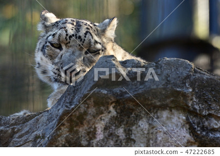 Snow leopard at Tama Animal Park Snow leopard at Tama Animal Park 47222685