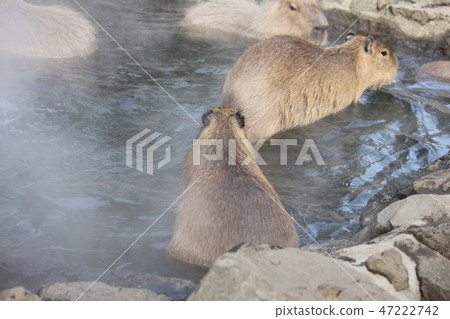 Capybara in the hot spring Capybara in the hot spring 47222742