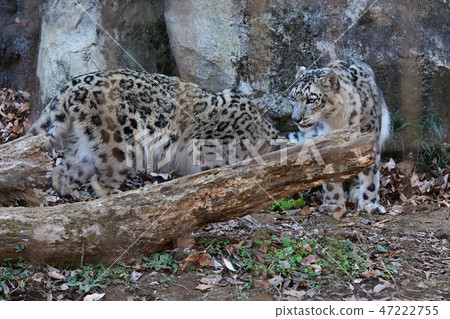 Snow leopard at Tama Animal Park 47222755
