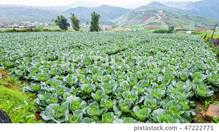 Cabbage rows in cultivation plot Cabbage rows in cultivation plot 47222771