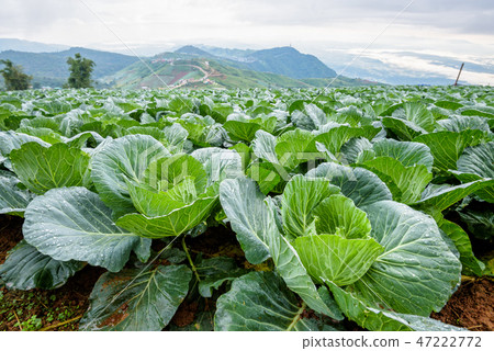 Cabbage rows in cultivation plot 47222772