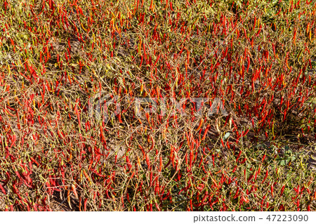 Fresh red chillies growing in the vegetable garden Fresh red chillies growing in the vegetable garden 47223090