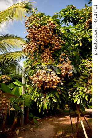 Asian Longan Orchards on the planted farm 47223412