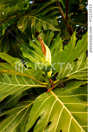 The small Breadfruit with big leaves in the garden 47223413