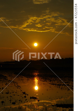  Sunset reflected in rice fields 47223554