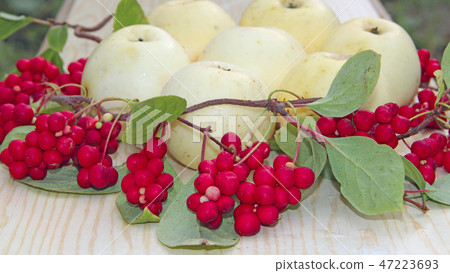 Still life with ripe schizandra and apple Still life with ripe schizandra and apple 47223693