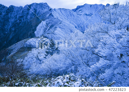 綠樹成蔭的樹木和Iyo Fuji 47223823