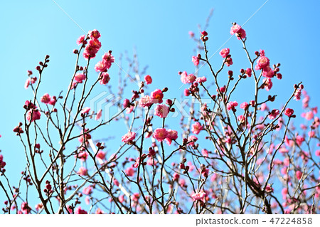 小白 小白 47224858