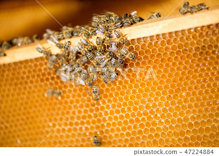 close up of bees on honeycomb in apiary 47224884