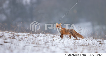 Red fox, vulpes vulpes, on snow in winter. 47224920