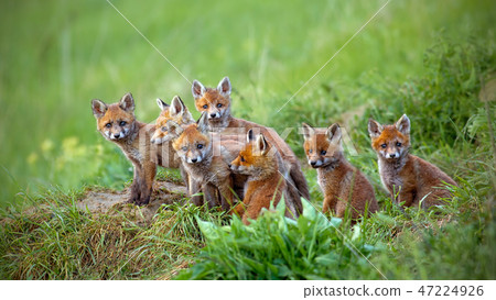 Red fox, vulpes vulpes, cubs sitting by the den. Red fox, vulpes vulpes, cubs sitting by the den. 47224926