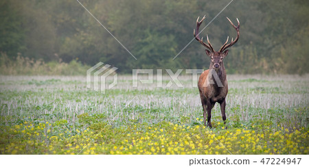 Red deer, cervus elaphus, stag on a field with wildflowers. Red deer, cervus elaphus, stag on a field with wildflowers. 47224947