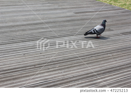 Wooden decks and pigeons 47225213