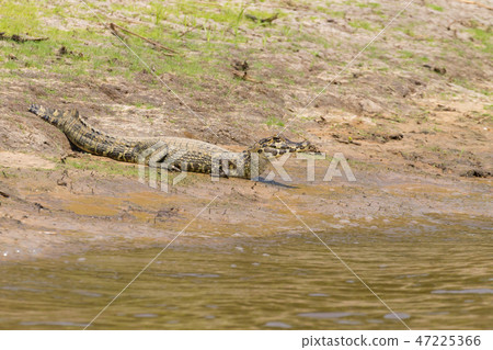caiman which heats up in the morning sun. 47225366