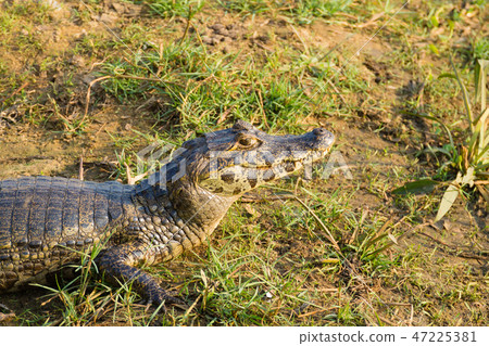 caiman which heats up in the morning sun. 47225381