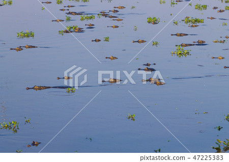 Caiman floating on Pantanal, Brazil Caiman floating on Pantanal, Brazil 47225383