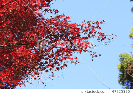 Ichikawa City Omachi Nature Observation Park Momiji Mountain Ichikawa City Omachi Nature Observation Park Momiji Mountain 47225550