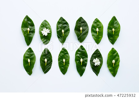 Jasmine flower with leaves on white background. Jasmine flower with leaves on white background. 47225932
