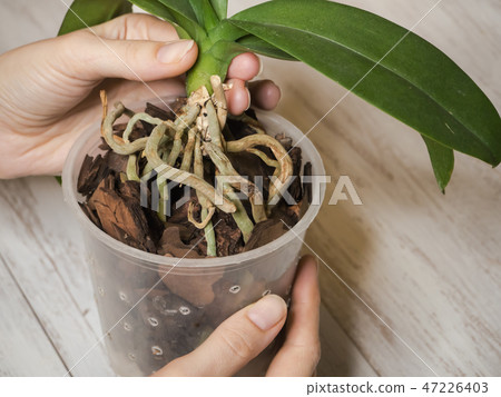 Roots of orchids on the surface of the ground. Roots of orchids on the surface of the ground. 47226403