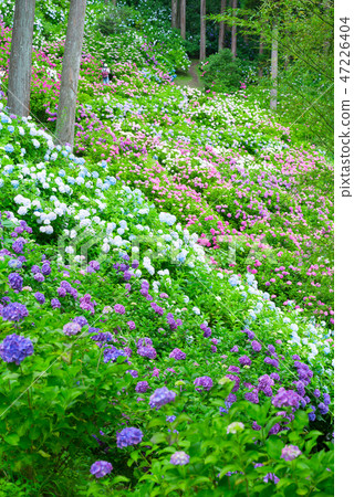 盛開的繡球花(千葉縣衣田農場Ajisai豪宅Habara)2018年6月 盛開的繡球花(千葉縣衣田農場Ajisai豪宅Habara)2018年6月 47226404