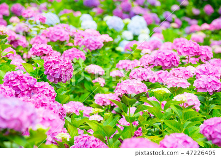 Hydrangea in full bloom (Habara, Chiba Prefecture Hattori Farm Ajisai mansion) June 2018 Hydrangea in full bloom (Habara, Chiba Prefecture Hattori Farm Ajisai mansion) June 2018 47226405