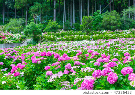 盛開的繡球花 千葉縣衣田農場ajisai豪宅habara 18年6月 照片素材 圖片 圖庫