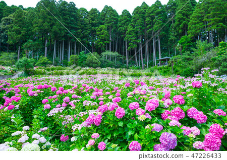 盛開的繡球花 千葉縣衣田農場ajisai豪宅habara 18年6月 照片素材 圖片 圖庫