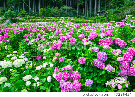 盛開的繡球花(千葉縣衣田農場Ajisai豪宅Habara)2018年6月 盛開的繡球花(千葉縣衣田農場Ajisai豪宅Habara)2018年6月 47226434