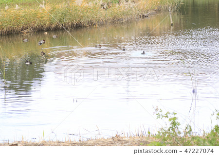Wild bird park 47227074