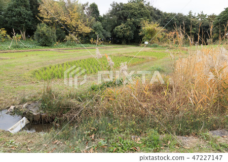 Wild bird park 47227147