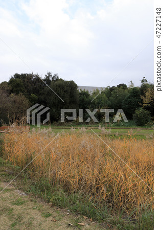 Wild bird park Wild bird park 47227148