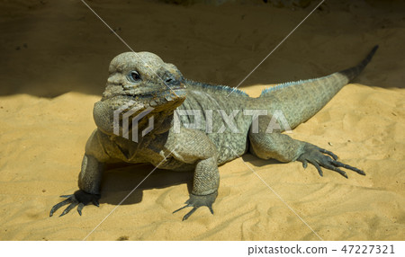 Big colorful lizard on the stone big lizard 47227321