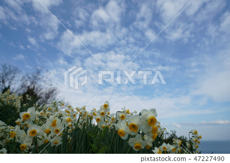 Narcissus, sunny, January, Ehime prefecture, Iyo city, Fushimi, Shimosu, Nihon Zuisen 47227490