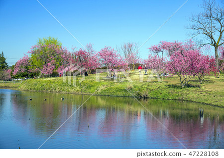 Flower peach 1 reflected in the pond 47228108
