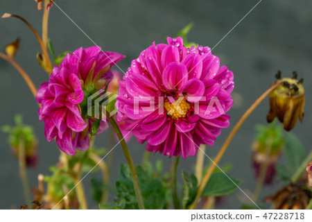 Pink Chrysanthemums Pink Chrysanthemums 47228718