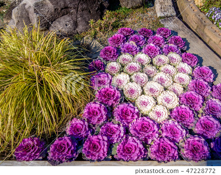 [Shizuoka Prefecture Izu City] Flower bed leaf button [Shuzenji Niji no Sato] 47228772