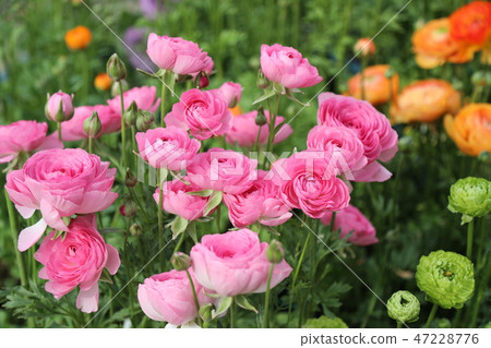 Ranunculus Ranunculus 47228776