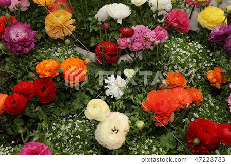 Ranunculus Ranunculus 47228783