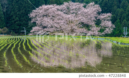 櫻花在奈良縣Morokino 1 47228848