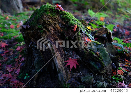 stump and autumn leaves 47229043